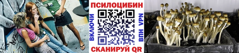 Галлюциногенные грибы Psilocybine cubensis  как найти наркотики  Пересвет 